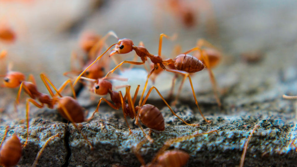 Souza_Detedização_Dedetização_de_formigas