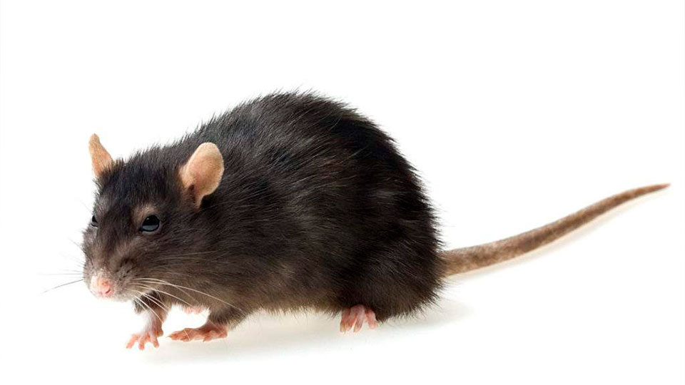 Souza_Detedização_Desratização